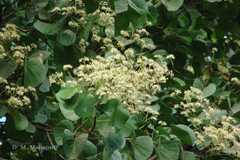 Bauhinia roxburghiana